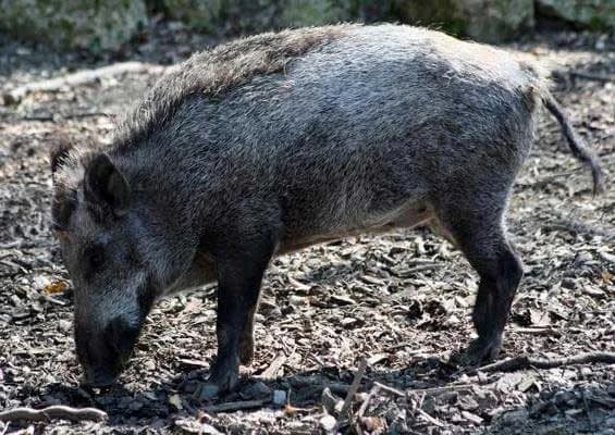 Jaka jest waga dorosłego dzika? Ciężar słusznych rozmiarów
