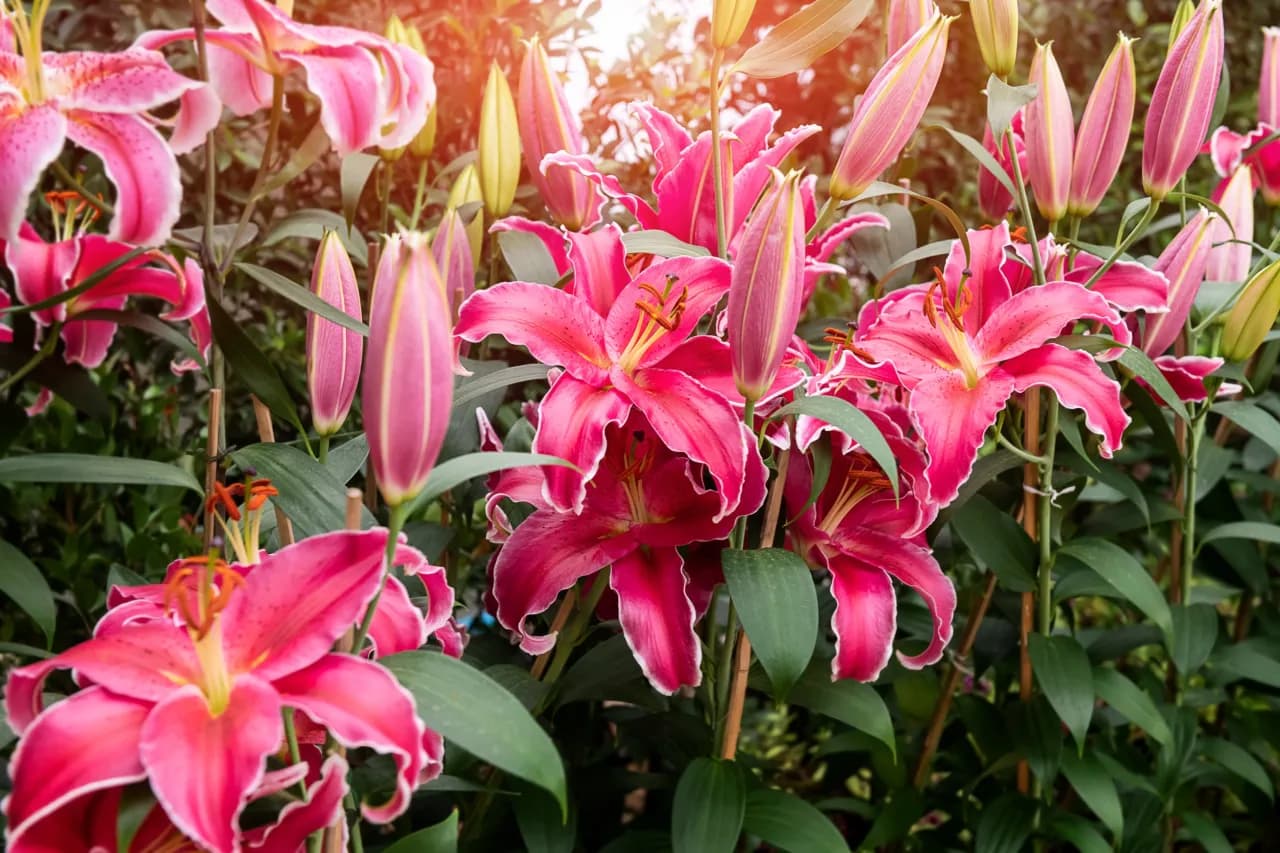 Wszystkie lilie zimujące w gruncie: poznaj 8 najwytrzymalszych odmian