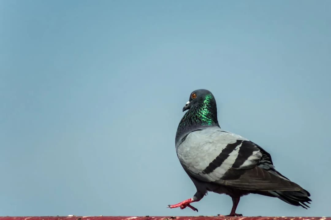 Gdzie zimują dzikie gołębie - poznaj tajemnice ich przetrwania w mieście