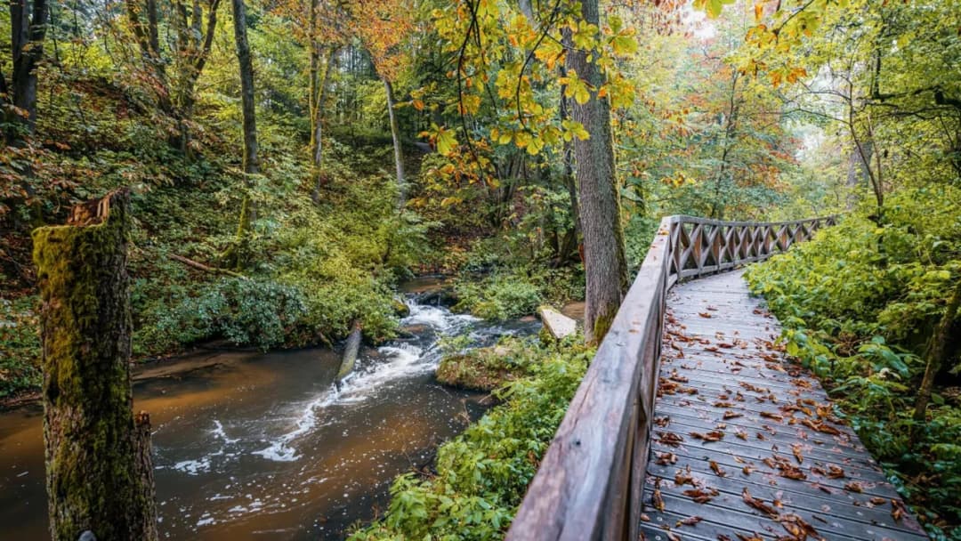 Rezerwat przyrody Czartowe Pole: historia, atrakcje i unikalna przyroda