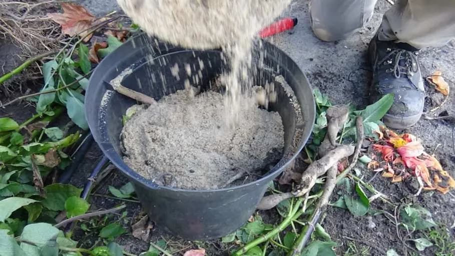 Jak zimować dalie aby przetrwały mrozy - praktyczny poradnik ogrodnika