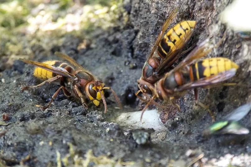 Dowiedz się gdzie naprawdę zimują szerszenie i jak się przed nimi chronić