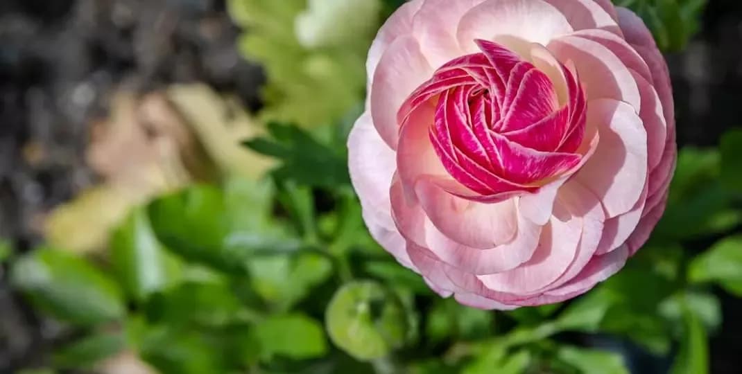 Czy jaskier zimuje w gruncie i jak go chronić przed mrozem - poradnik