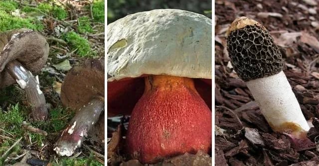 Grzyby jadalne - galeria zdjęć i opisów popularnych gatunków