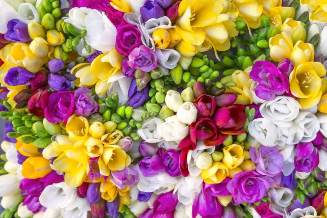 Frezje nie zimują w gruncie - poznaj zasady bezpiecznego przechowywania