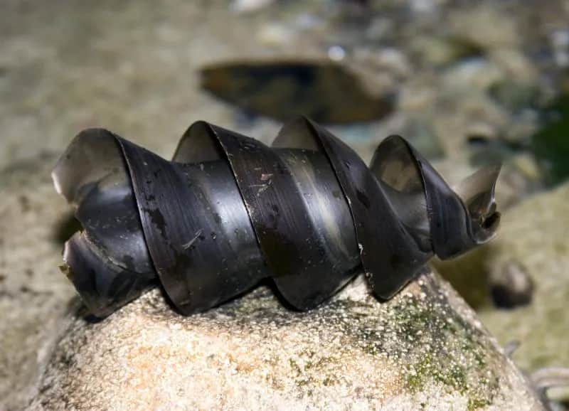 Jajo rekina - budowa, rozwój i fascynujące ciekawostki