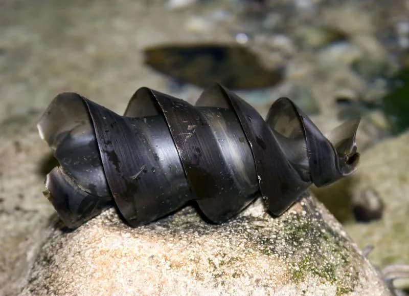 Jajo rekina - budowa, rozwój i fascynujące ciekawostki