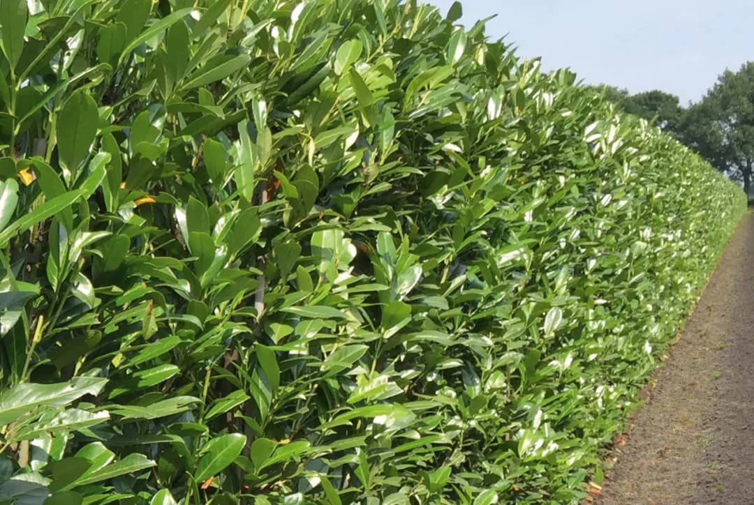 Laurowiśnia - zasady prawidłowego sadzenia w ogrodzie