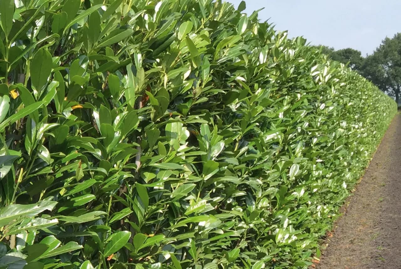 Laurowiśnia - zasady prawidłowego sadzenia w ogrodzie