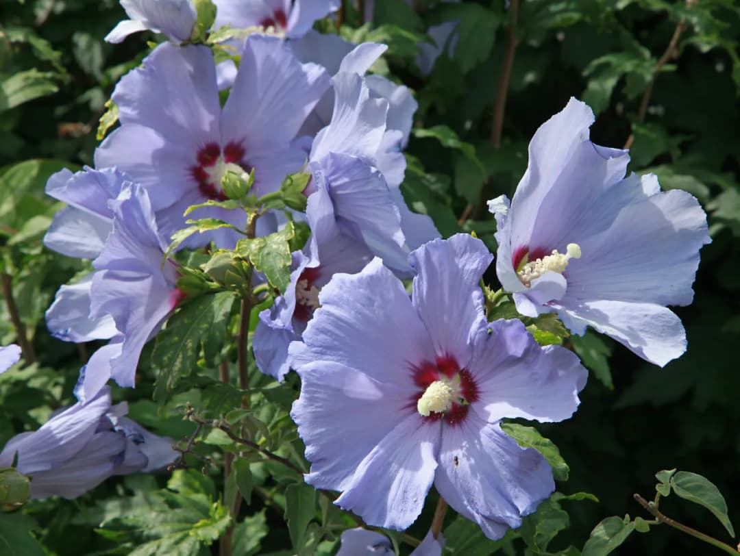 Czy hibiskus zimuje w ogrodzie - skuteczne sposoby na zabezpieczenie rośliny