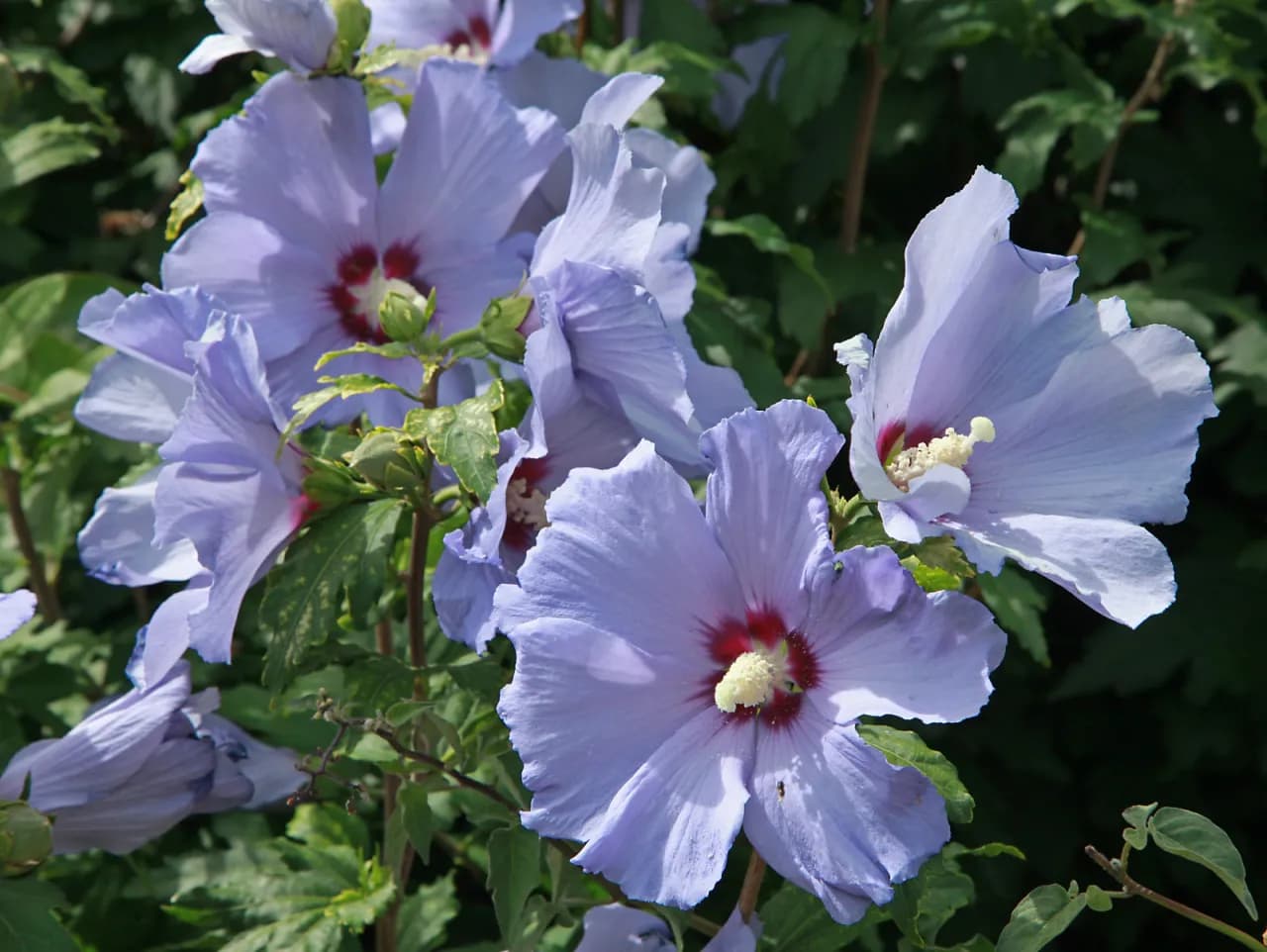 Czy hibiskus zimuje w ogrodzie - skuteczne sposoby na zabezpieczenie rośliny