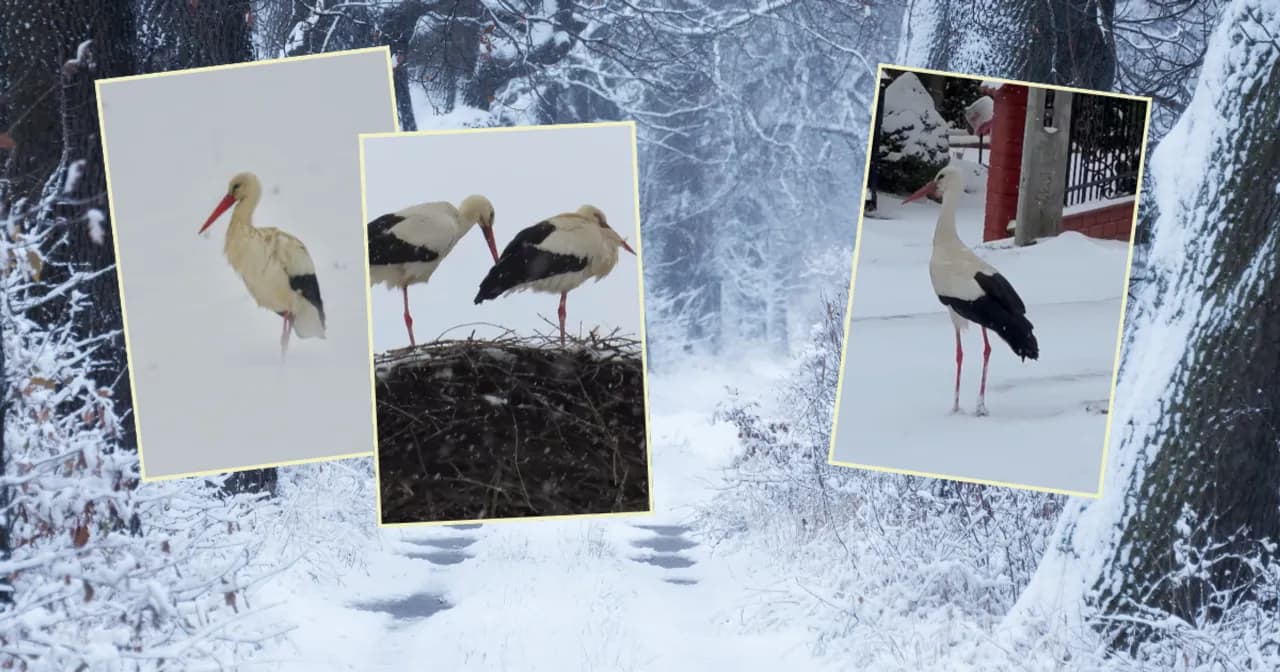Poznaj fascynujące miejsca gdzie zimują bociany: mapa i szczegółowa analiza