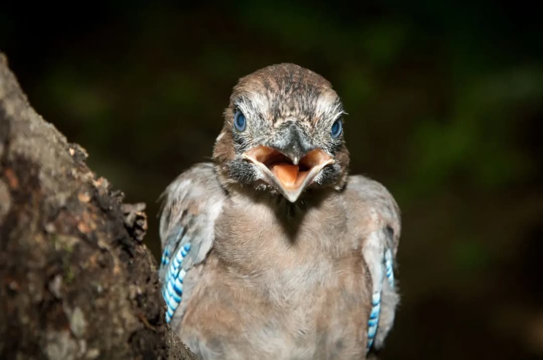 Które ptaki odlatują na zimę? Sójka, szpak, łabędź, dzięcioł