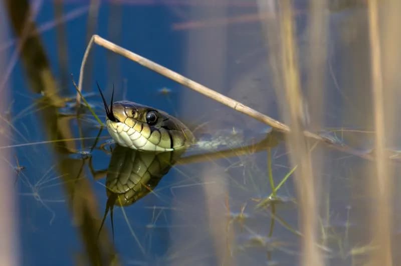Poznaj sekretne miejsca, w których zimuje zaskroniec - kompletny atlas