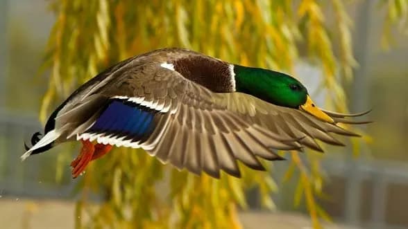 Gdzie zimują kaczki i dlaczego niektóre zostają w Polsce? Ciekawostki