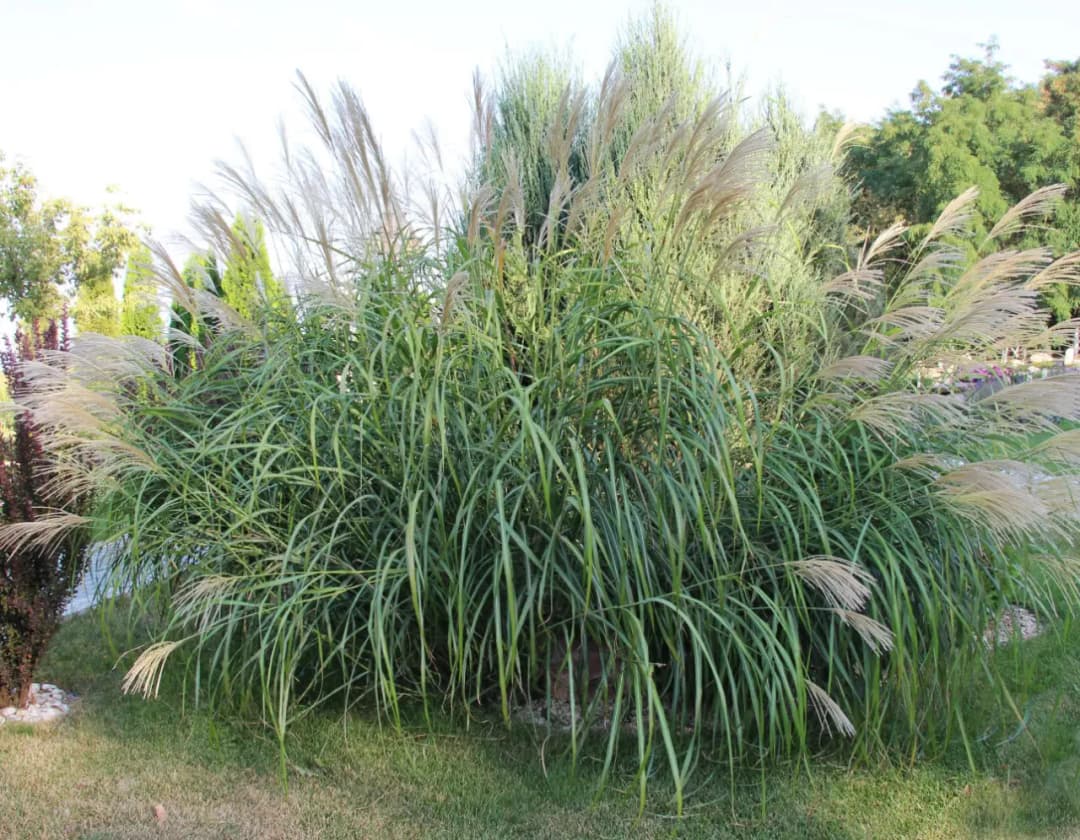 Rośliny, które oczyszczą teren: Zaskakujące rozwiązania dla oczyszczalni ścieków