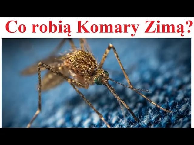 Jak zimują komary: poznaj fascynujące sekrety przetrwania tych owadów