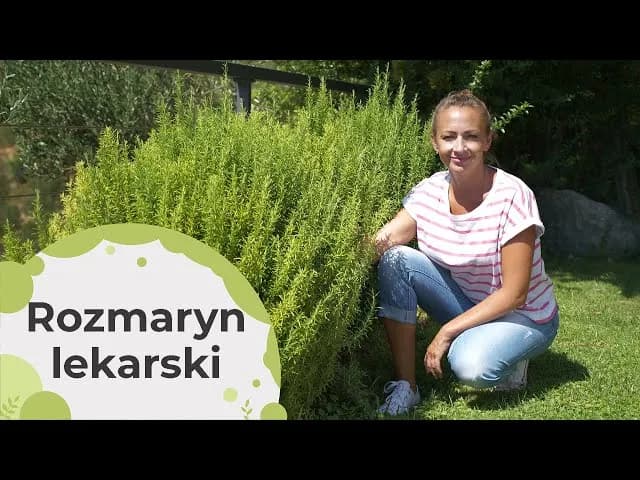 Czy rozmaryn zimuje w gruncie? Co musisz zrobić, aby go uchronić przed zimą