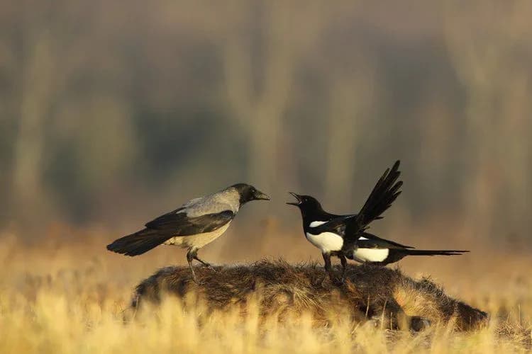 Czy sroka zimuje w Polsce? Poznaj zwyczaje tego fascynującego ptaka