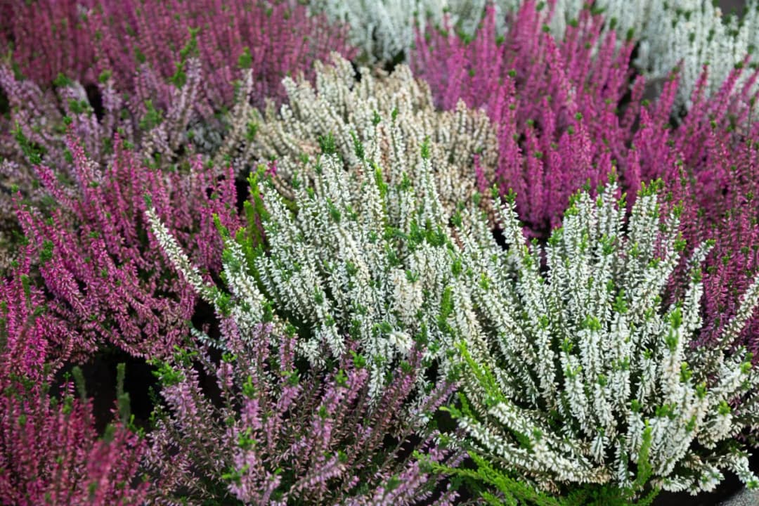 Czy wrzosy zimują w ogrodzie? Wszystko o przygotowaniu roślin na mróz