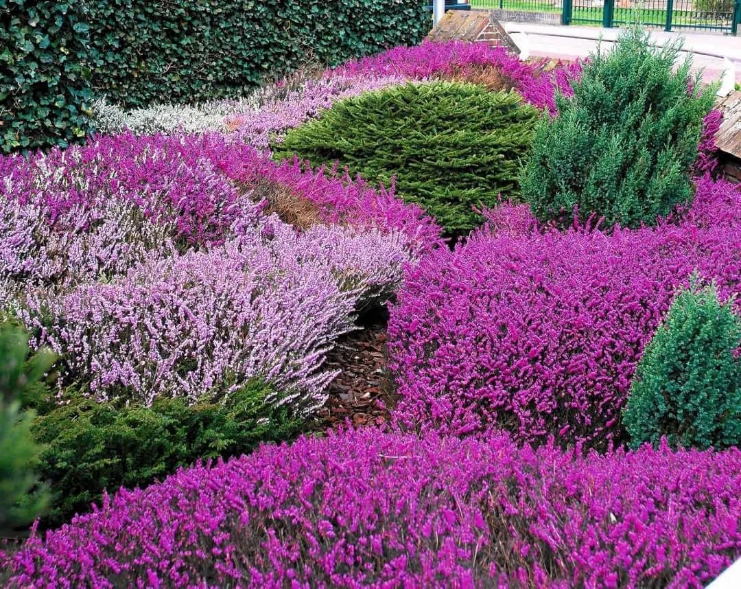 Czy wrzosiec zimuje w ogrodzie? Praktyczny poradnik o pielęgnacji zimą