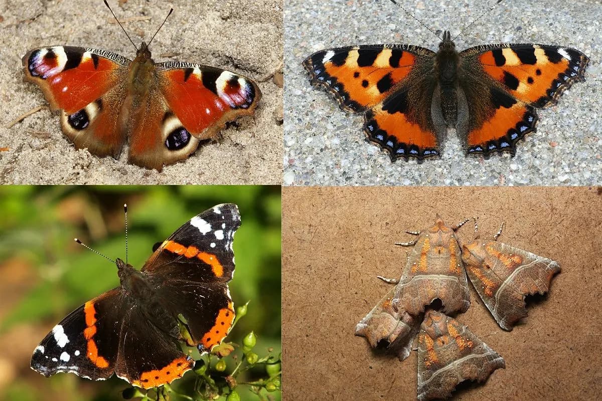 Gdzie zimują motyle - fascynujące sposoby przetrwania zimy w Polsce