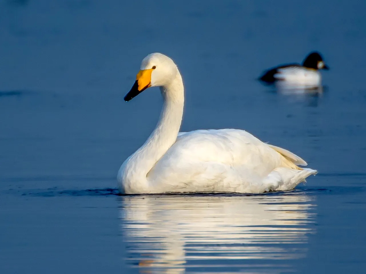 Tajemnicze miejsca gdzie zimują łabędzie - lista zimowisk w Europie