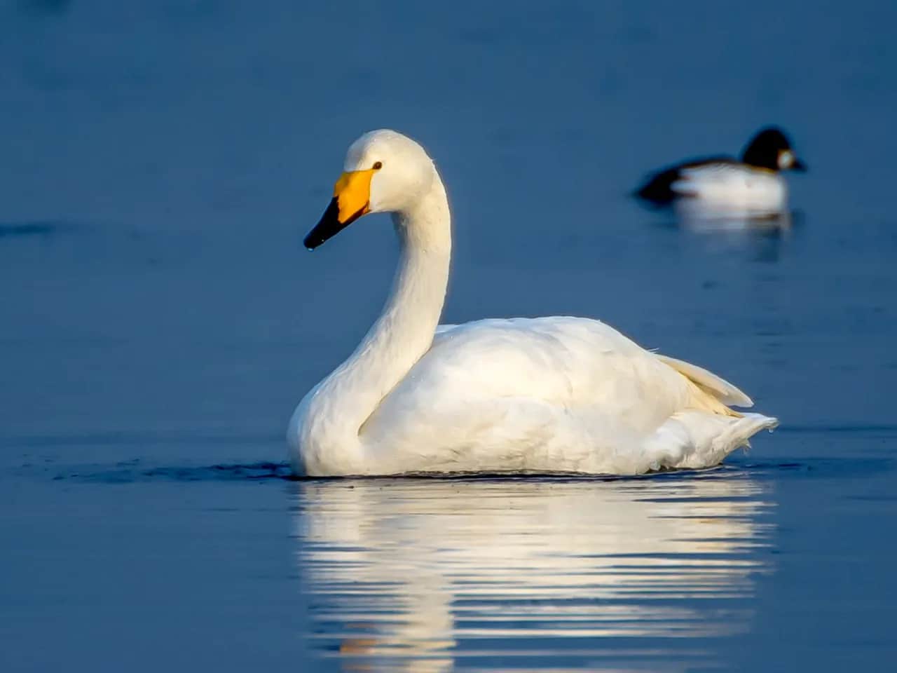 Tajemnicze miejsca gdzie zimują łabędzie - lista zimowisk w Europie