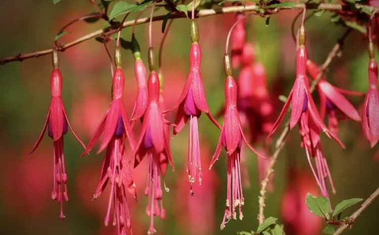 Jak zimować fuksje i cieszyć się ich kwitnieniem przez cały rok
