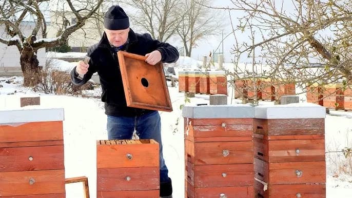 Jak zimują pszczoły - fascynujący proces przetrwania kolonii w czasie zimy