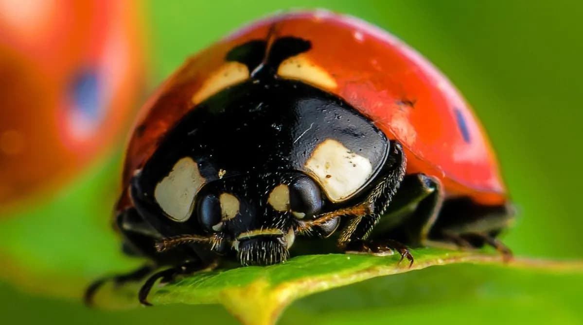 Jak biedronka zimuje i przetrwa zimę? Poznaj fascynujące fakty