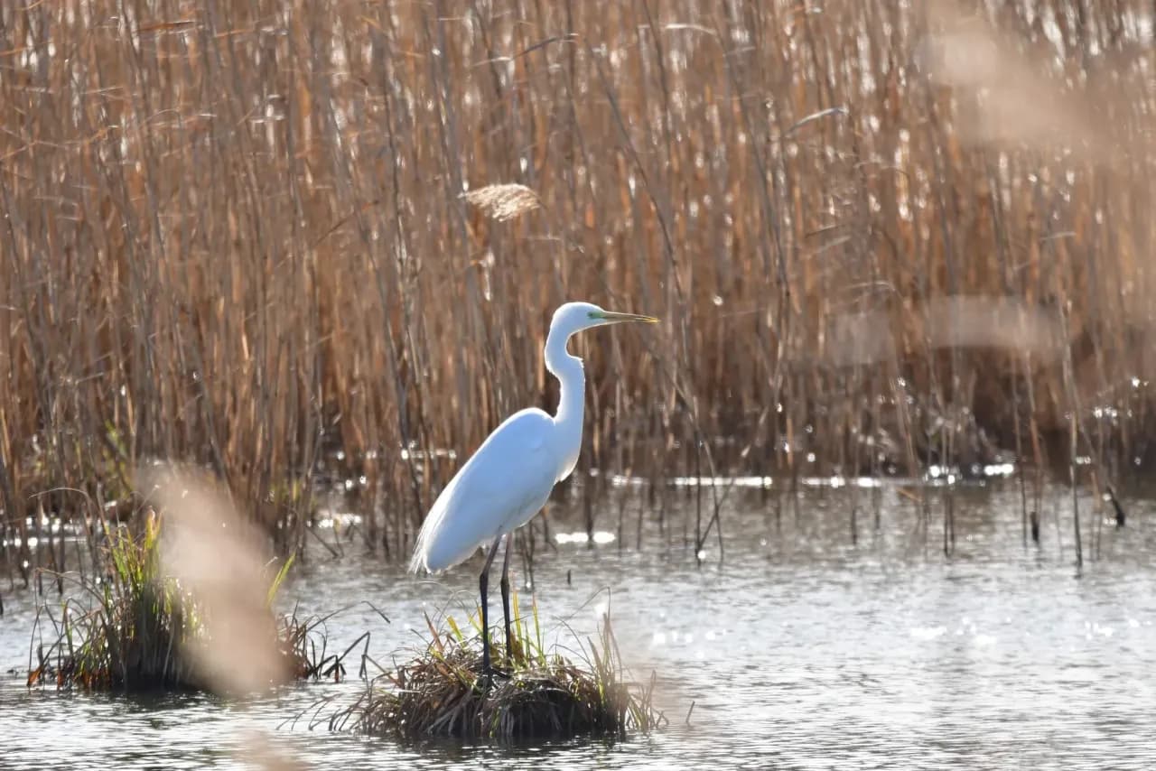 Czapla biała zimuje w Polsce: poznaj najciekawsze miejsca ich występowania
