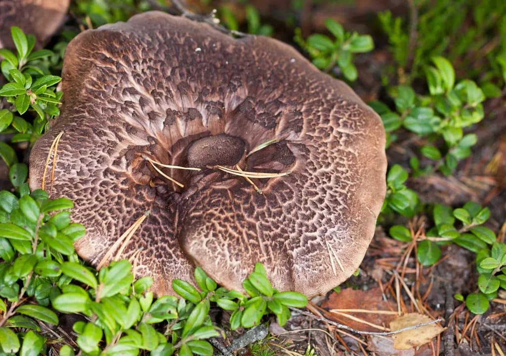 Krowia morda - czy ten osobliwie nazwany grzyb jest jadalny?