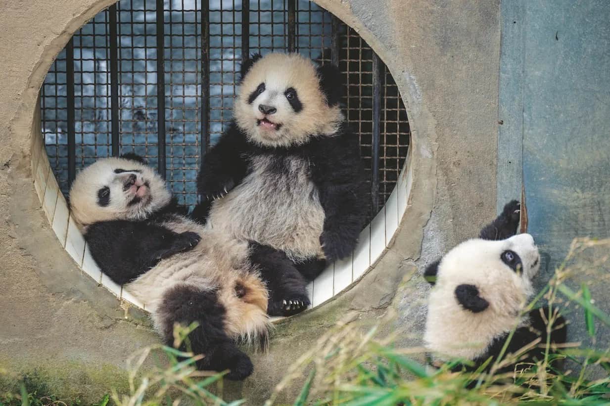 Czy panda jest zagrożona wyginięciem? Oto aktualny stan ochrony