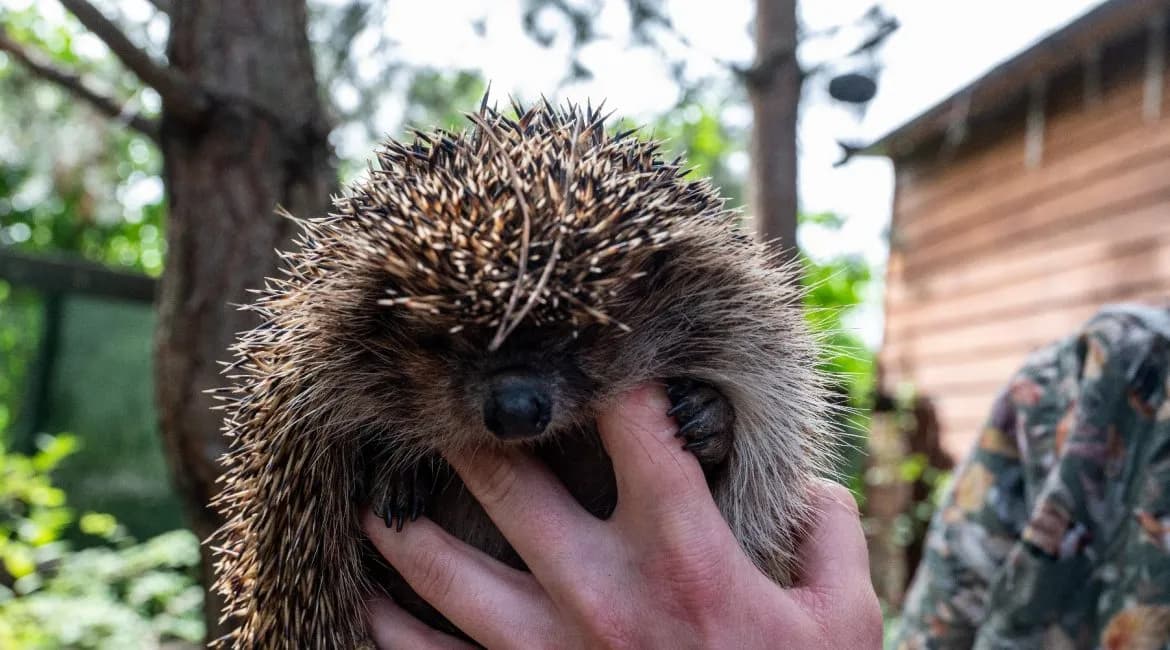 Wszystkie sekrety zimowania jeży: jak bezpiecznie przygotować je do snu