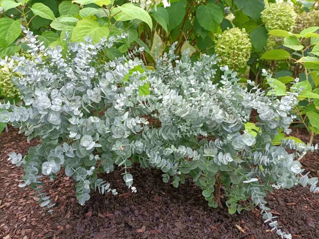 Jak bezpiecznie zimować eukaliptus w Polsce - praktyczne wskazówki