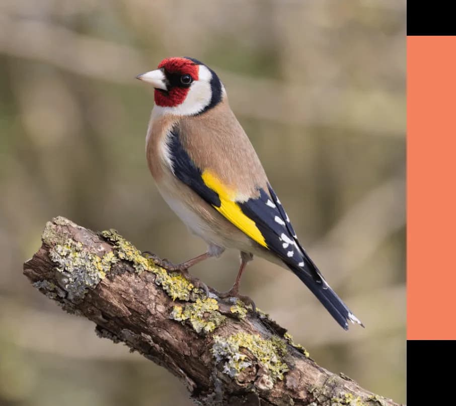 Gdzie zimują szczygły w Polsce: poznaj ulubione miejsca tych kolorowych ptaków