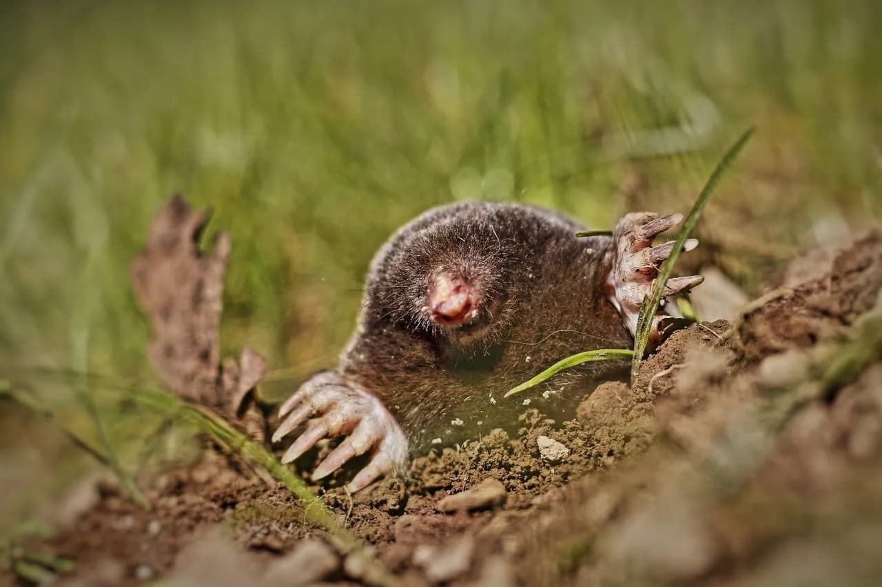 Jak zimują krety: niezwykłe sposoby przetrwania naszych podziemnych sąsiadów