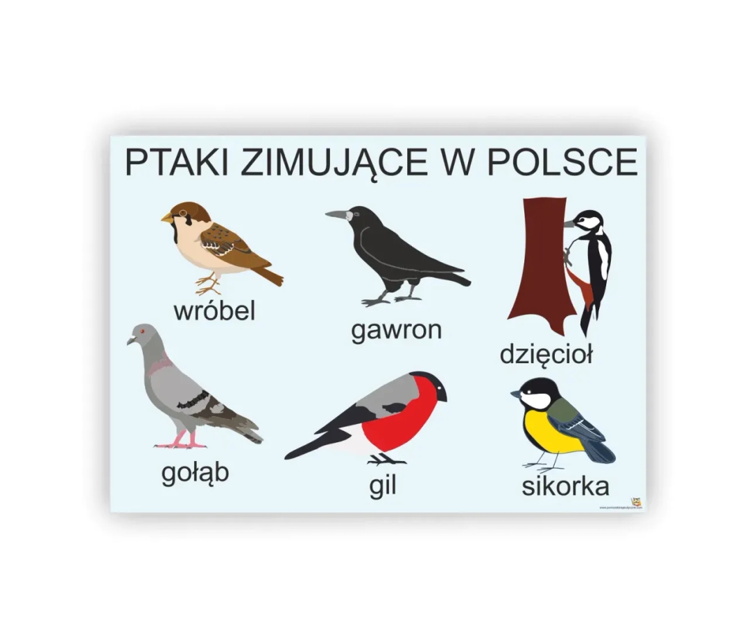 Poznaj wszystkie ptaki które zimują w Polsce - kompletny atlas gatunków